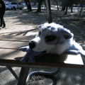 HNI_0059_wigglegram.gif